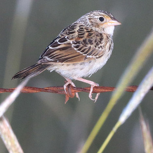 Grasshopper Sparrow