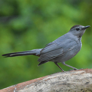 Gray Catbird