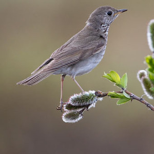 Gray-cheeked Thrush