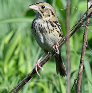 Henslow's Sparrow