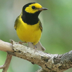 Hooded Warbler