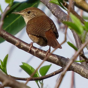 House Wren