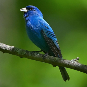 Indigo Bunting