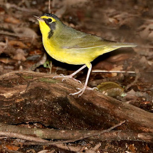 Kentucky Warbler