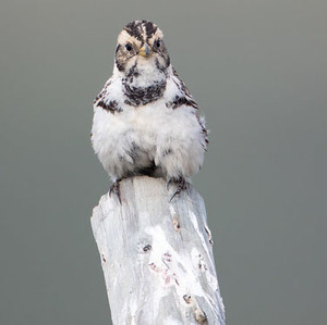 Lapland Longspur
