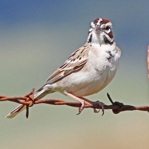 Lark Sparrow