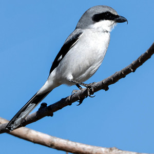 Loggerhead Shrike