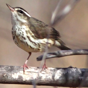 Louisiana Waterthrush