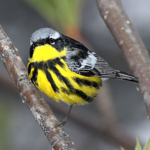 Magnolia Warbler