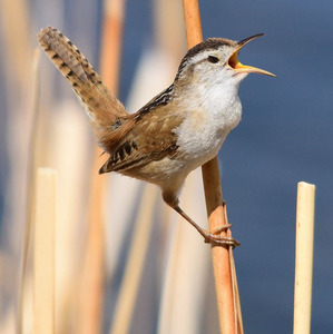 Marsh Wren