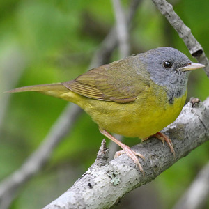 Mourning Warbler