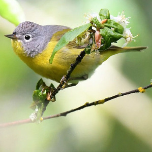 Nashville Warbler