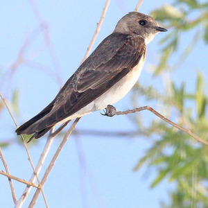 Northern Rough-winged Swallow
