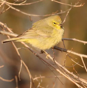 Orange-crowned Warbler