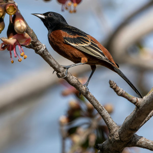 Orchard Oriole