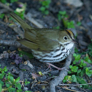 Ovenbird