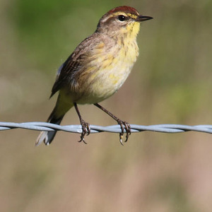 Palm Warbler