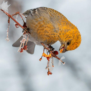 Pine Grosbeak