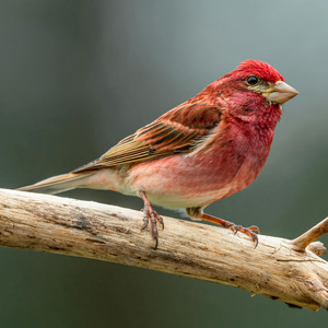 Purple Finch
