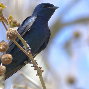 Purple Martin