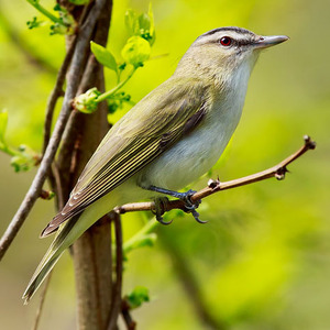 Red-eyed Vireo