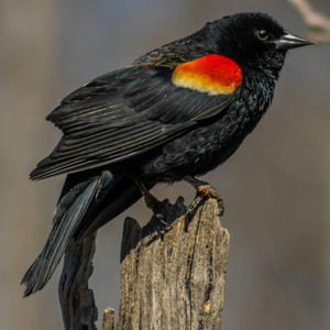 Red-winged Blackbird