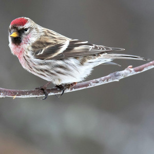 Redpoll