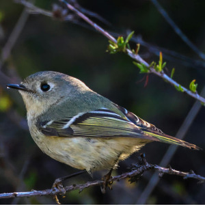 Ruby Crowned Kinglet