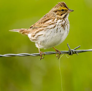 Savannah Sparrow