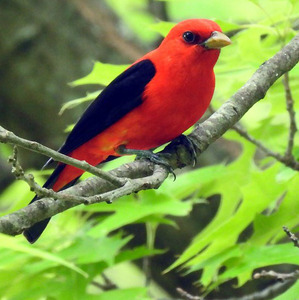 Scarlet Tanager