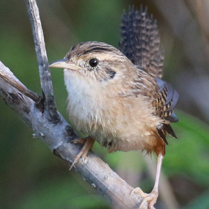 Sedge Wren