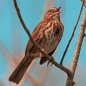 Song Sparrow