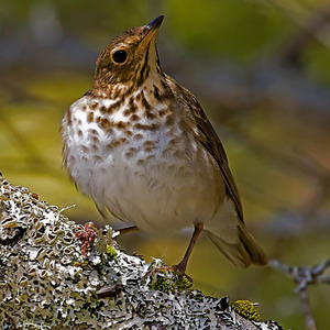 Swainson's Thrush