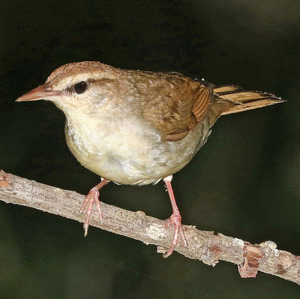 Swainson's Warbler