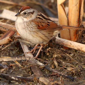 Swamp Sparrow