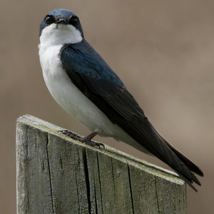 Tree Swallow