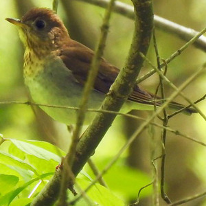 Veery