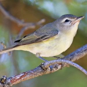 Warbling Vireo