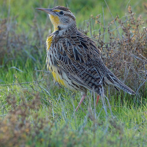 Western Meadowlark