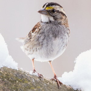 White-throated Sparrow