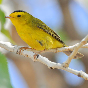 Wilson's Warbler