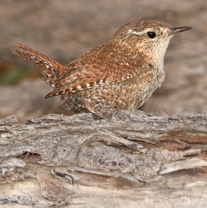 Winter Wren
