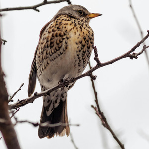 Wood Thrush