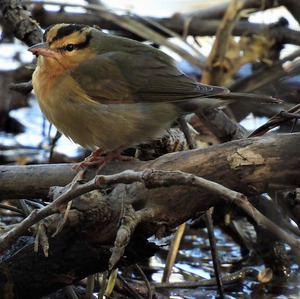 Worm-eating Warbler