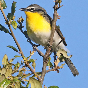 Yellow-breasted Chat