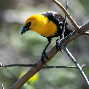 Yellow-headed Blackbird