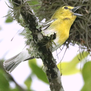 Yellow-throated Vireo