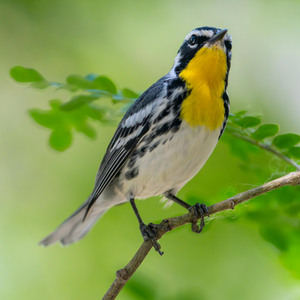 Yellow-Throated Warbler