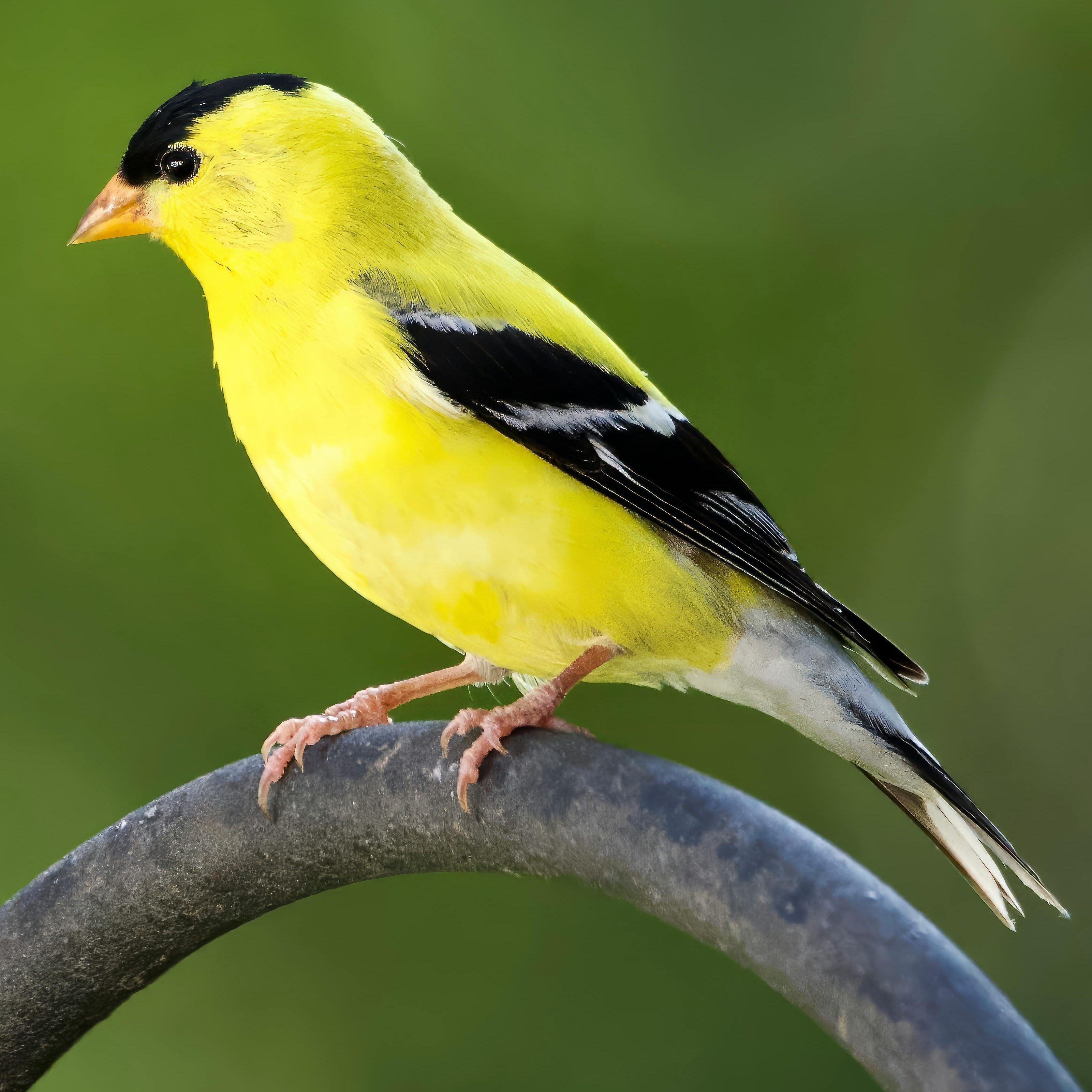 American Goldfinch