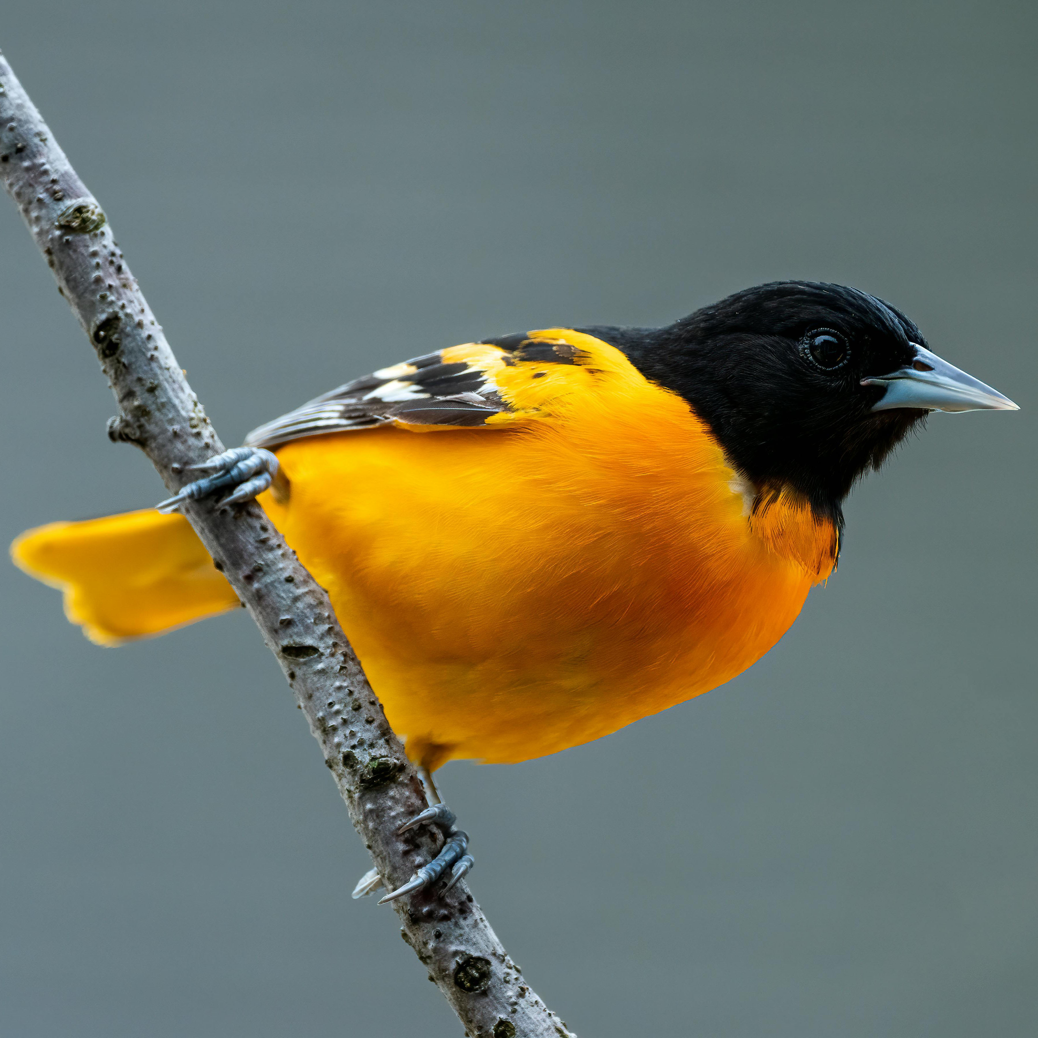Baltimore Oriole